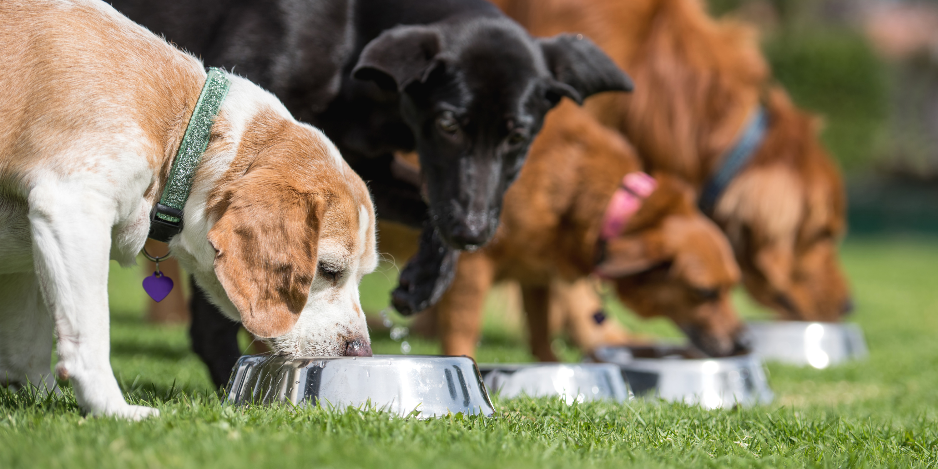 Ingredients to look out shop for in dog food