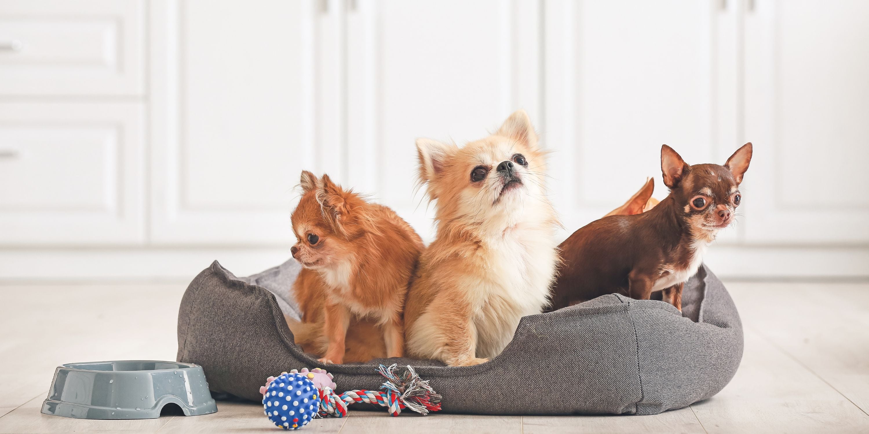 Choosing a cheap dog bed